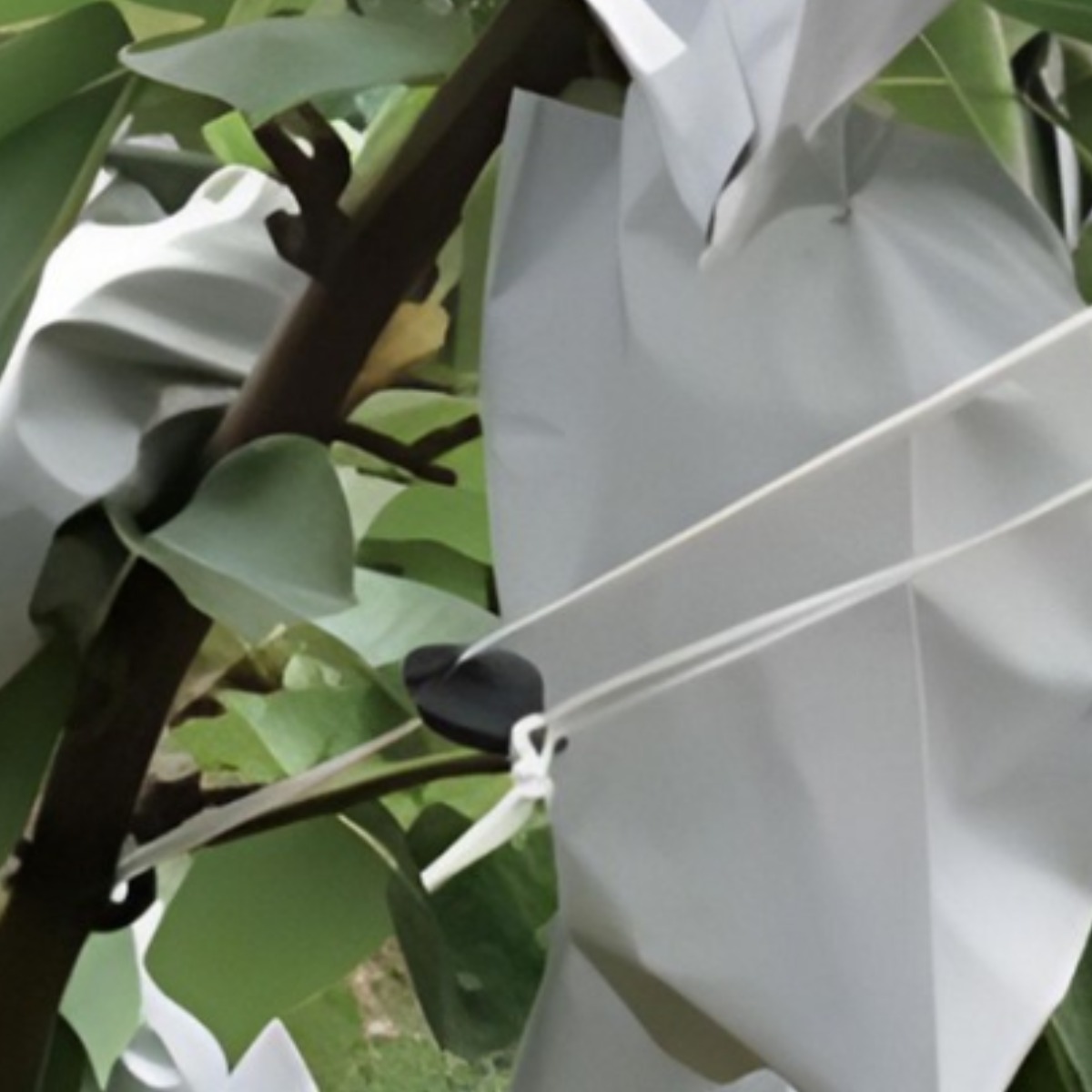 유인고리 25mm 1봉 가지유인 안파고고리 가지유인고리, 현재가 29,500원