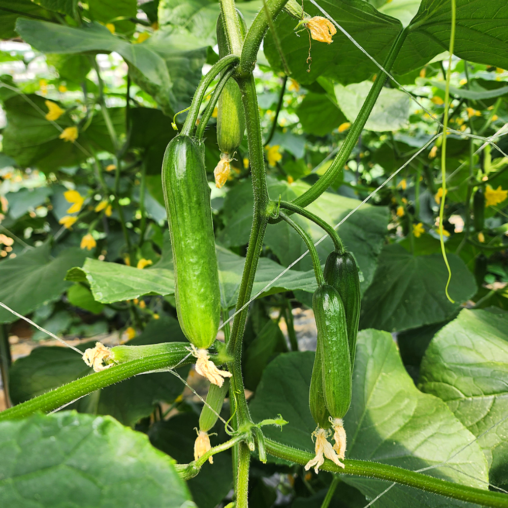 농산물마루 국내산 미니오이 13,950원