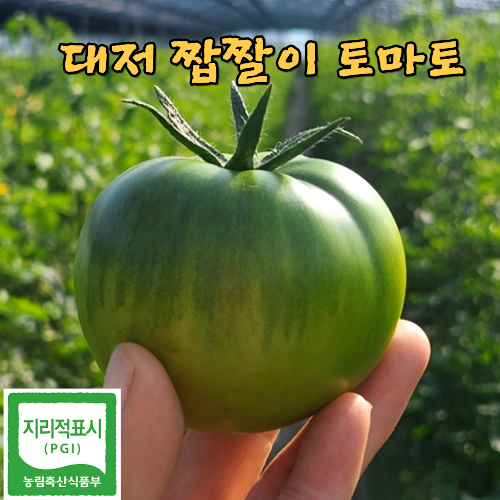 [산지직송] 단짠단짠 대저 짭짤이 토마토 11,300원