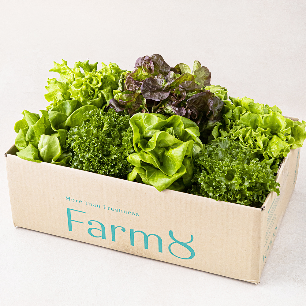 팜에이트 무농약 유러피안 샐러드 꾸러미 8,900원