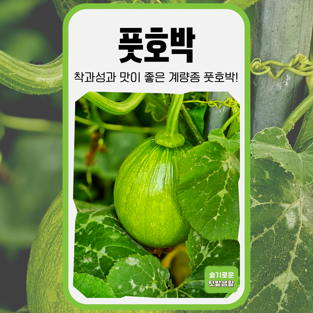 풋호박 씨앗 30립 세계종묘 종자 모종 씨 작물 야채 채소 세계웰빙풋호박 둥근호박 조선호박 4,000원