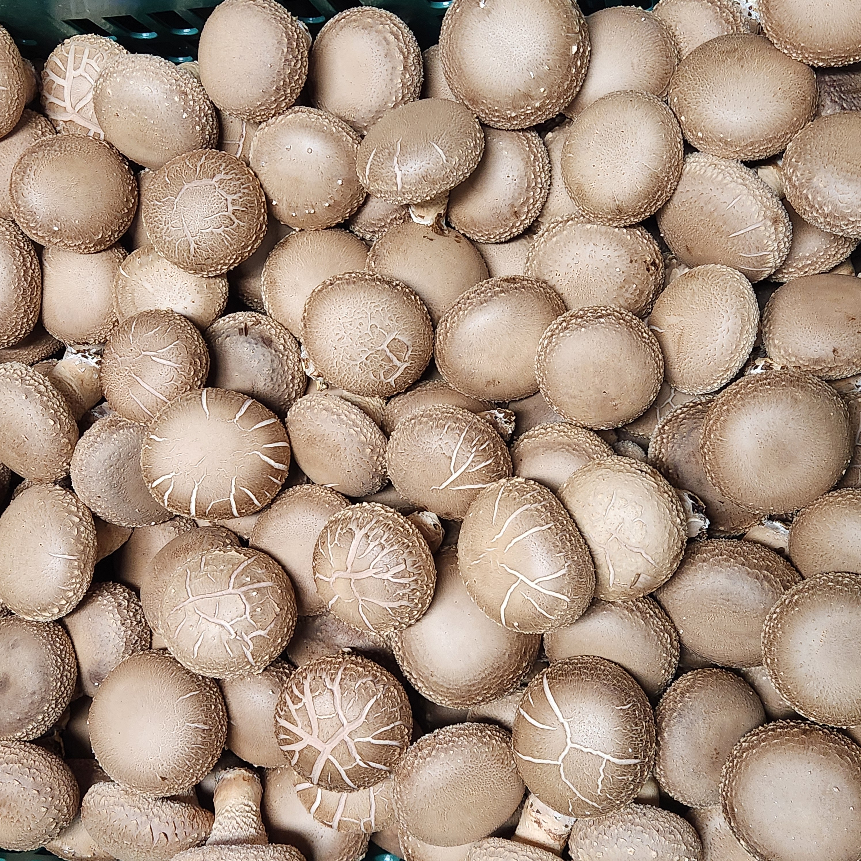 해피표고 산지직송 무농약 국내산 생 표고버섯 가정용 요리용 상품 25,900원