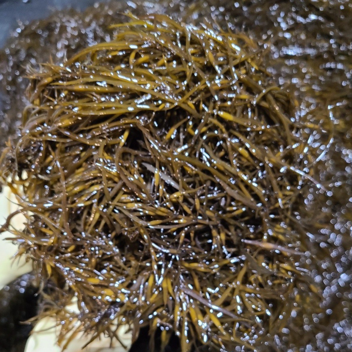 초록수산 완도산 신지 생 톳 2kg 59,000원