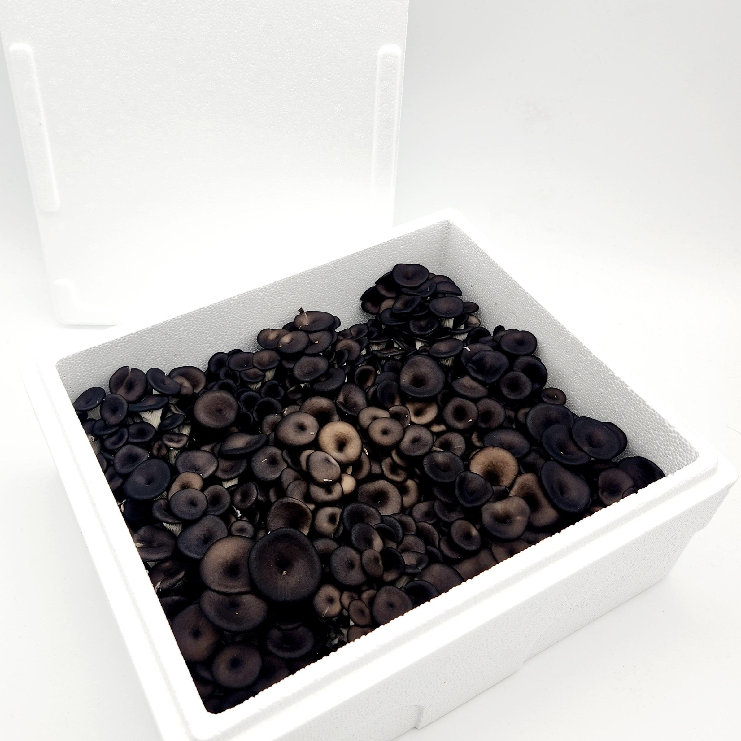 국산 무농약 GAP 인증 느타리버섯 2kg 대용량 흑타리버섯 [잼미짐] 10,990원