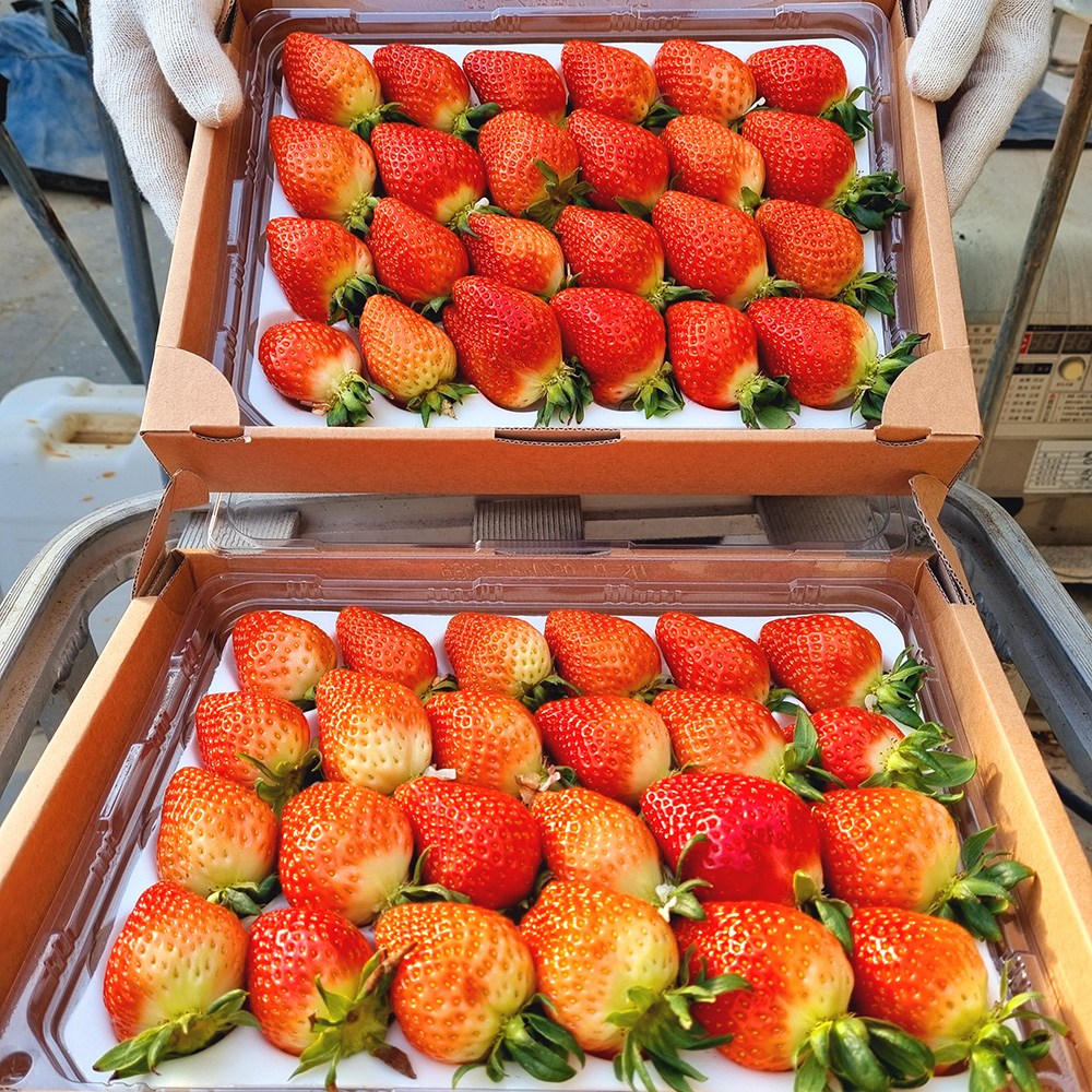 [상위1%생산자직송] 충남 논산 당도선별 설향딸기 21,840원