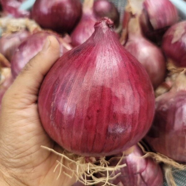 (광평영농조합) 25년 전남무안 황토밭 햇 자색양파 15,950원