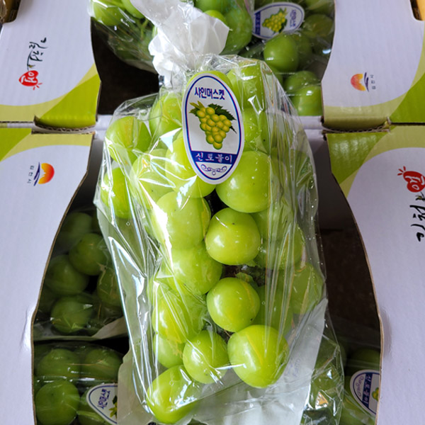 탱글탱글 맛있는 샤인머스켓 16,900원