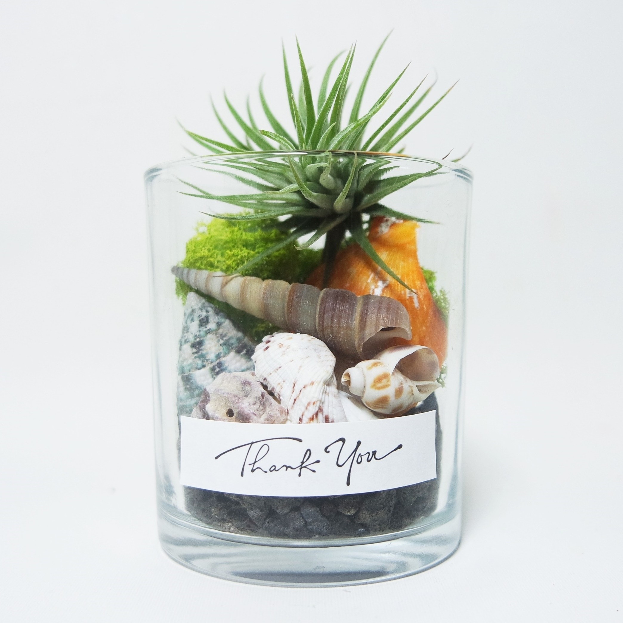 바다 조개 소라 이오난사 스칸디아모스  오브제 키트 식물 답례품 집들이선물 틸란드시아 키우기 12,300원