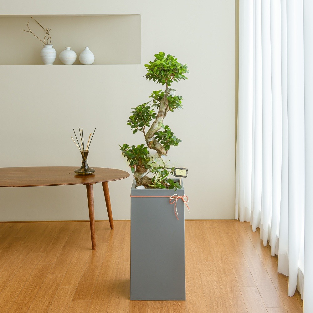 나눔플라워 전국 관엽식물 금전수 스투키 해피트리 행운목 극락조 고무나무 개업축하 실내공기정화 사무실식물 나무배달서비스 156,000원