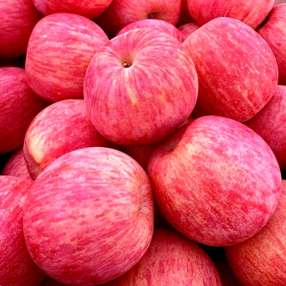 신담원 당일수확 고당도 청송 부사사과 18,900원