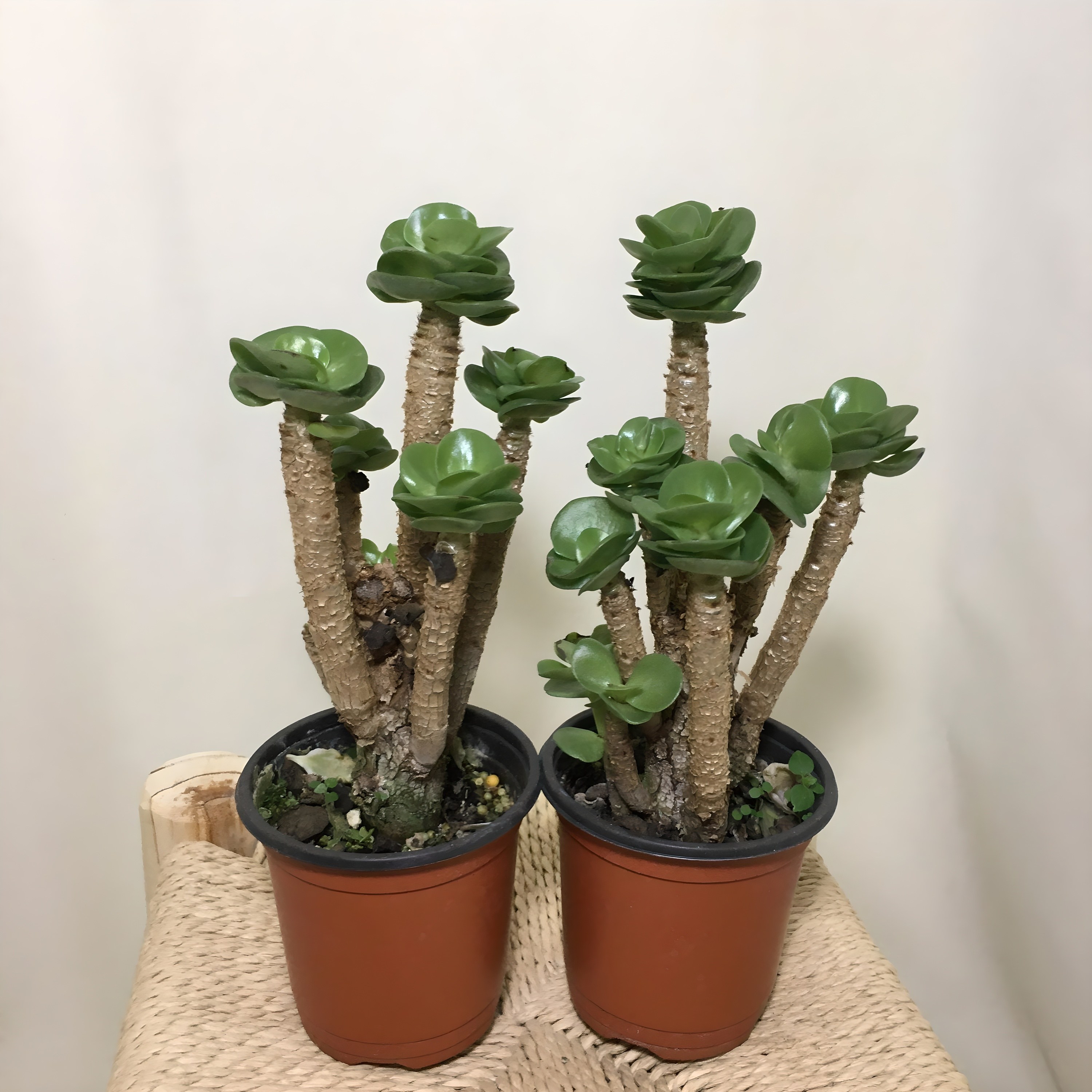 [해피그린 화원] [2개묶음] 녹비단 인테리어식물 재물 행운식물 반려식물 다육식물 공기정화식물 109 화원 농원 10,930원