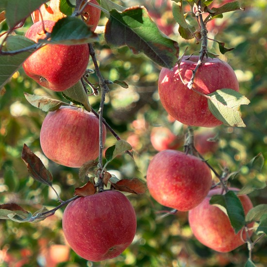 [오늘아침사과] 오늘아침 꿀맛사과 5kg 22과 44,900원