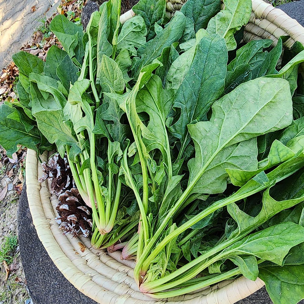 국내산 남해 보물초 해풍 시금치 3kg 15,900원