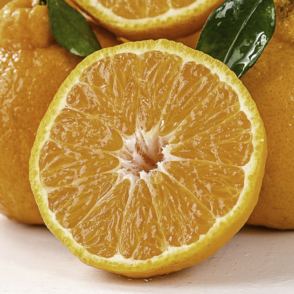 [한정특가] 과즙팡팡 실속형 제주 한라봉 13,900원