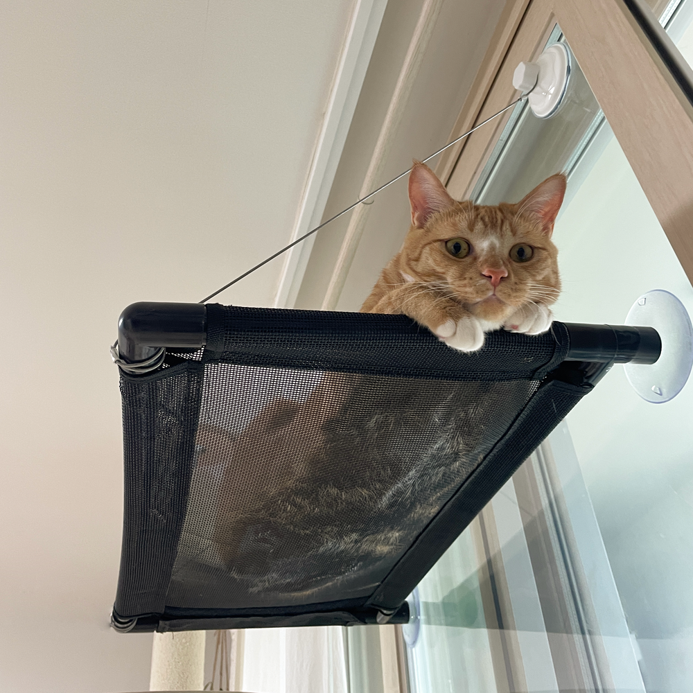 차즈마켓 고양이 해먹 창문해먹 침대, 기본형, 1개 21,800원