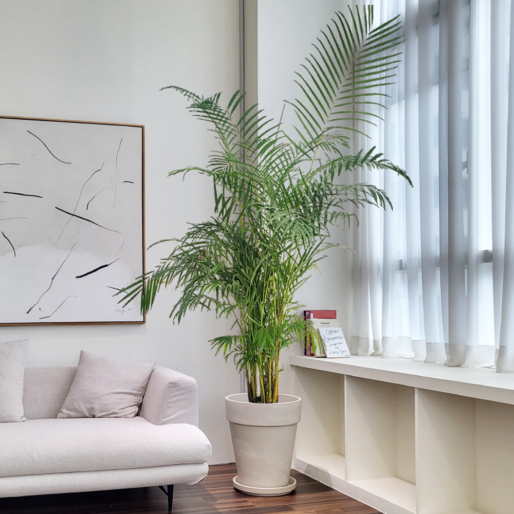 농원청년 크림토분 취임 영전 이직 승진 축하화분 실내 공기정화식물 사무실 카페 매장 공간 인테리어식물 거실화분 집들이 개업식 축하화환 여인초 금전수 뱅갈고무나무 아레카야자 행운목 249,000원