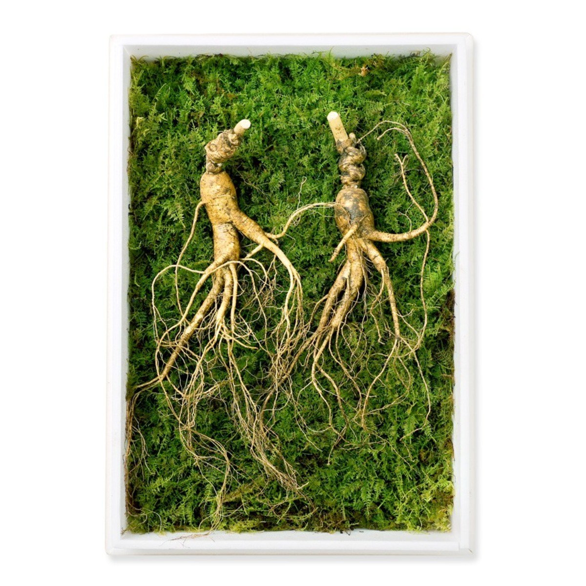 지삼당 산양산삼 직파자연산삼 효도선물 명절 20년근 2뿌리, 80g, 1세트 850,000원