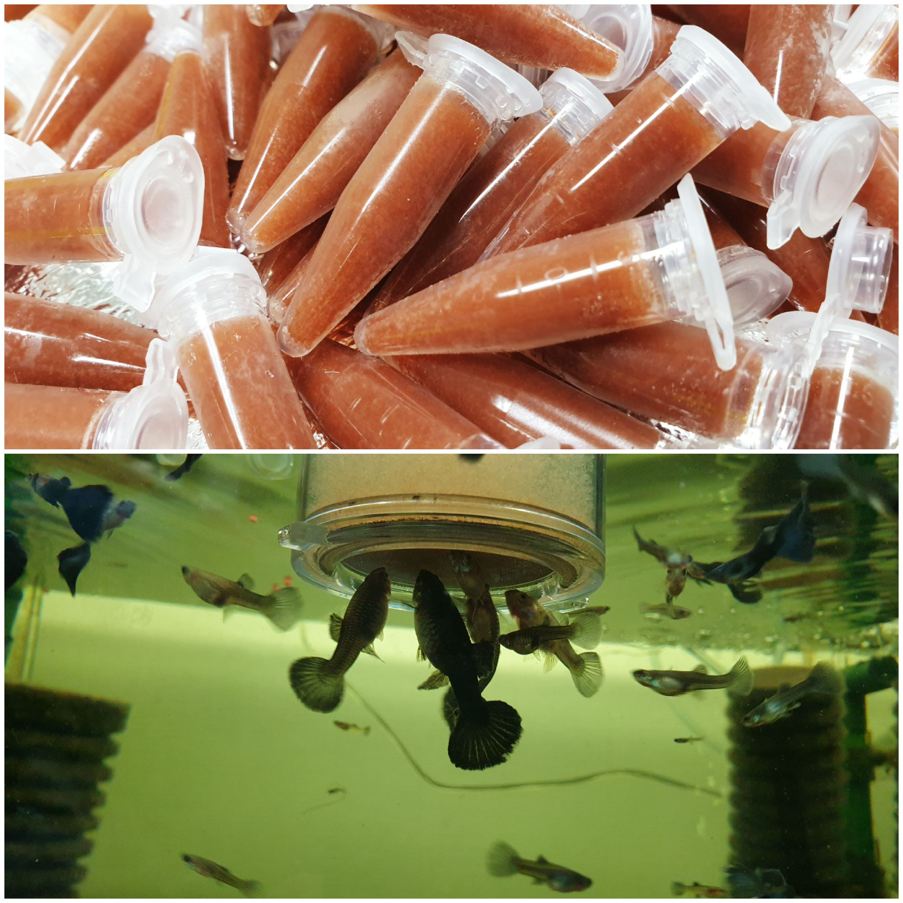 브라인쉬림프 튜브 80개 1세트(냉동포장비무료 특허등록 영양강화 브라인슈림프 부화 냉브) 22,000원