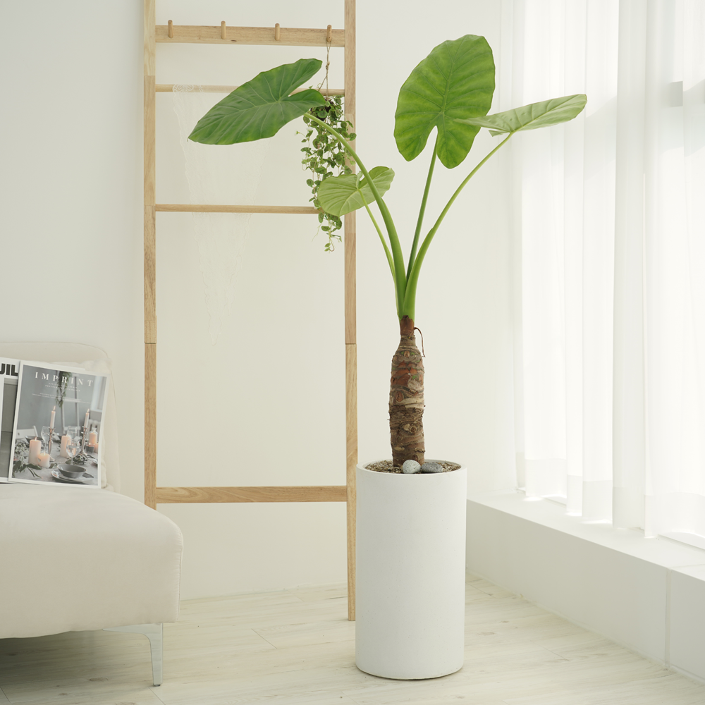 농원청년 돈나무 금전수 인테리어 공기정화식물 개업화분 집들이 승진 선물 사무실 이전 개원 병원 식당 개업식 축하화분배달, 24.대형 알로카시아, 1개 119,000원