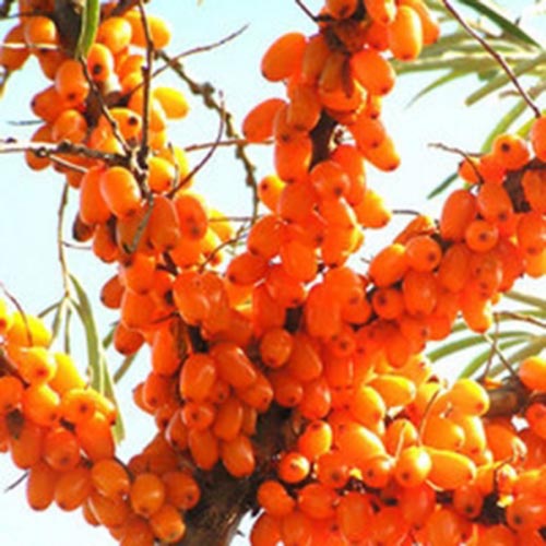 허브플로라 씨벅턴 오일, 100ml, 1개 16,000원