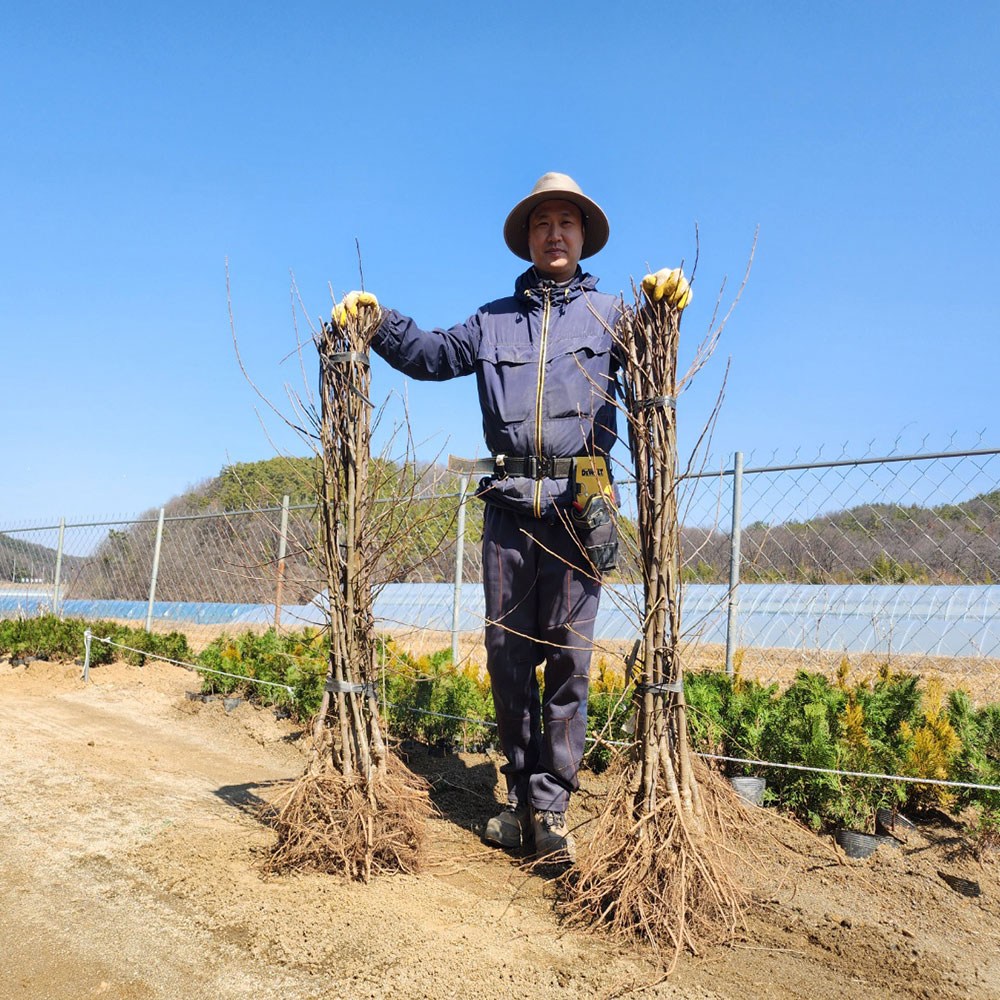 [나무의모든것] 사과나무묘목((부사 홍로 시나노골드 감홍 골든볼) 이중접목묘, 1개, 루비에스 미니사과 접목묘 중묘 7,000원
