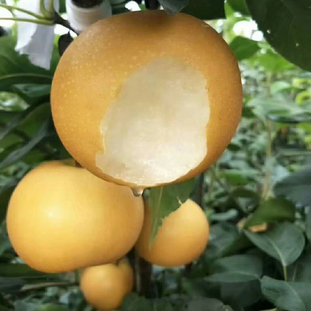 [긴급입고]주문폭주중 베테랑농사꾼 과즙콸콸 알뜰실속 나주배, 1박스, 3kg 18,900원