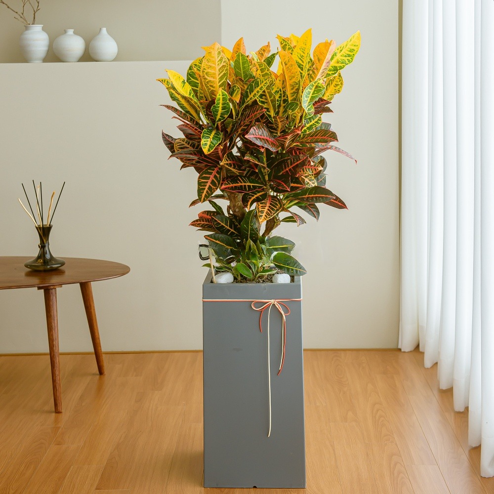 나눔플라워 전국 관엽식물 금전수 스투키 해피트리 행운목 극락조 고무나무 개업축하 실내공기정화 사무실식물 나무배달서비스, 1개, 크로튼 159,000원