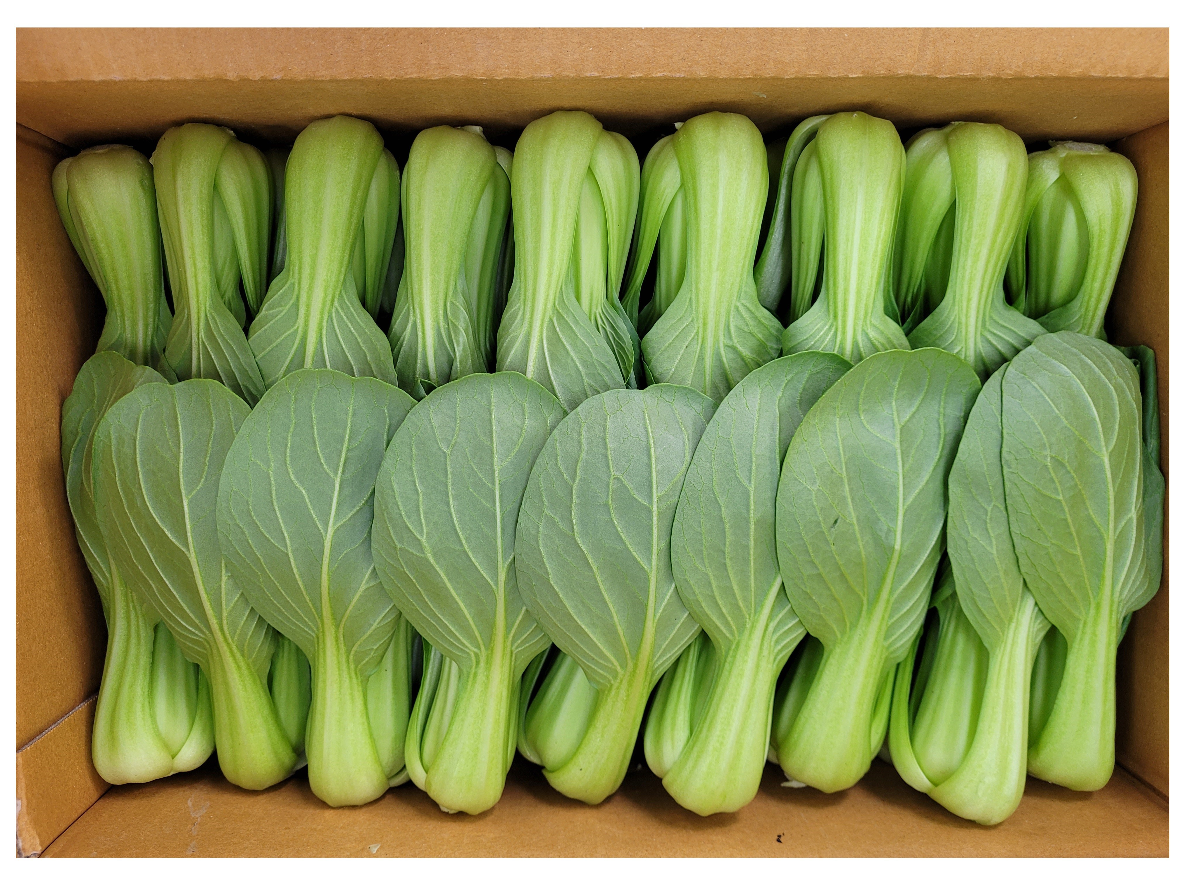 야채왕 청경채 4kg 박스(실중량3.8~4KG), 1개 9,900원