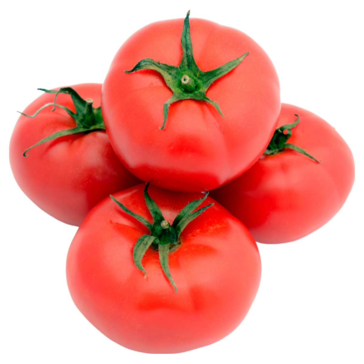 [지앤에프농업회사] 과즙팡팡 !! 당도폭발!!  완숙토마토 로얄중과/ 대과 / 주스과 구성 당일수확 당일발송 13,400원