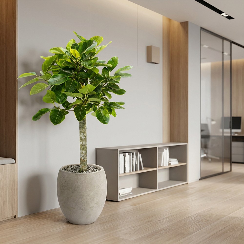 대형 뱅갈고무나무 키우기쉬운식물 이사 개업선물 네추럴 베이지화분 173,000원