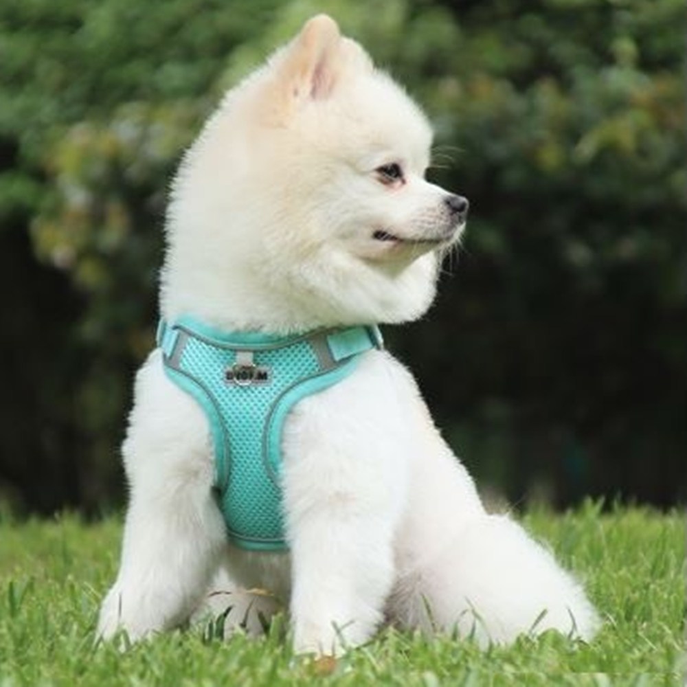강아지 베스트 하네스 여름용 초경량 쿨매쉬 Puppy Harness 15,000원