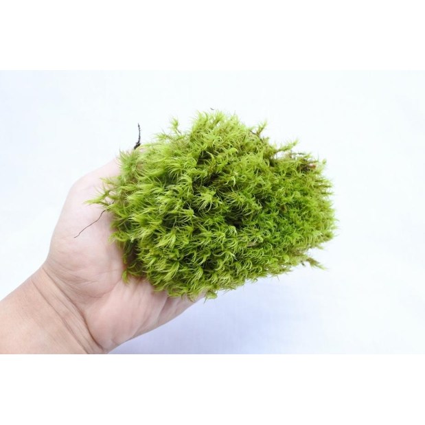 [우야플랜트샵] 국산 꼬리이끼 분재 테라리움 소재 이끼 16,520원