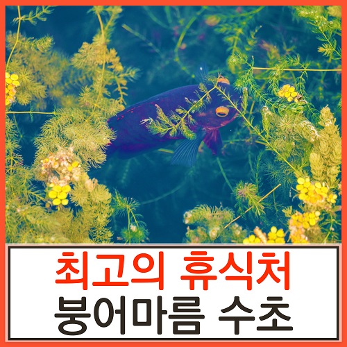 수초하우스) 붕어마름(급성장종) 9,800원
