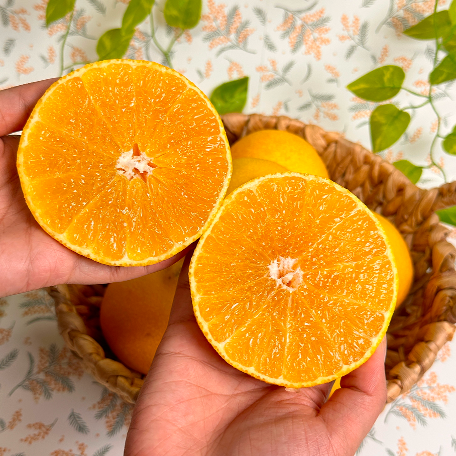 [재구매1위] 25년6월수확 후숙귤 제주고당도 황금향 42,500원