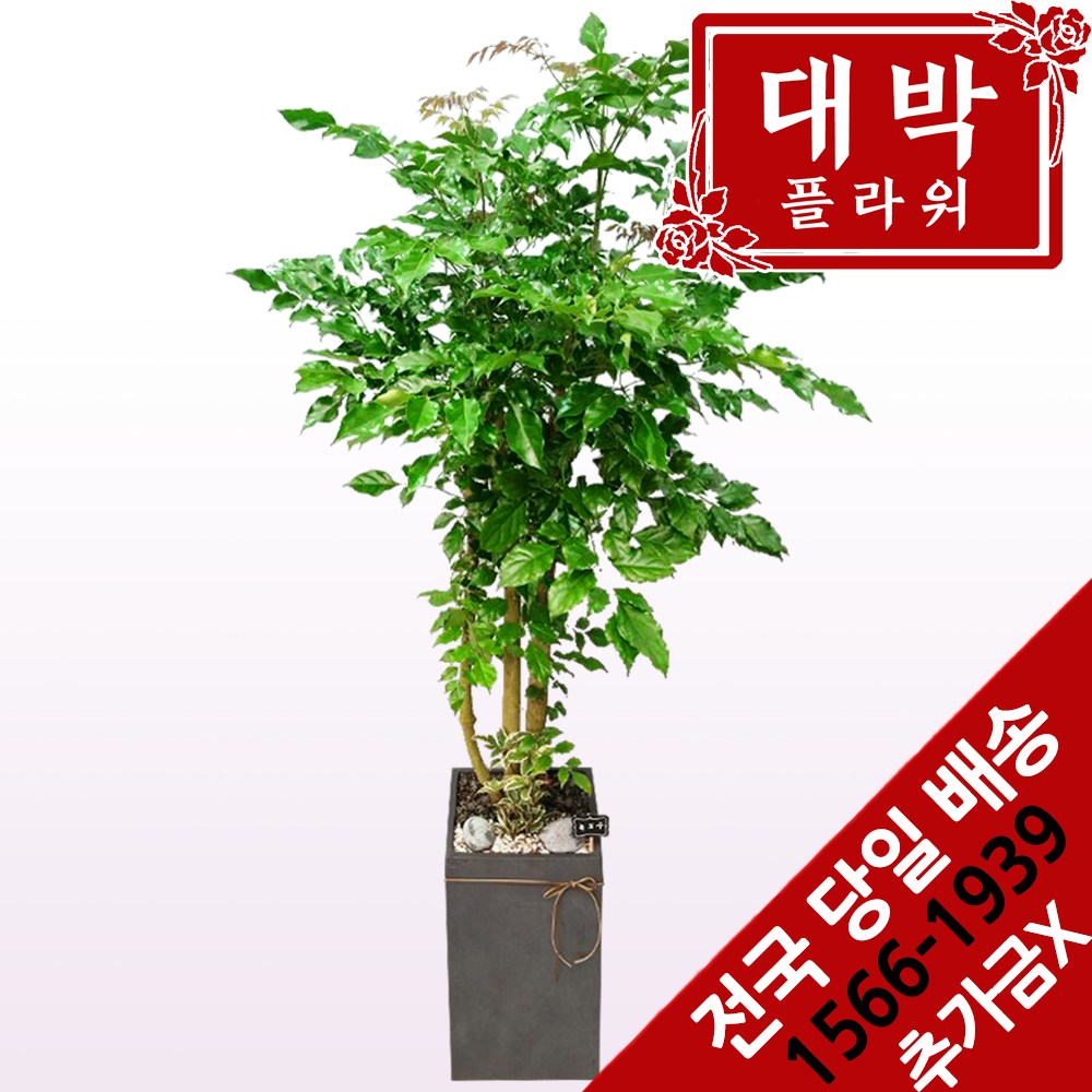 대박플라워 녹보수(대박나무) 개업화분 집들이 인테리어 공기정화식물 관엽식물 꽃배달, 1개 138,600원