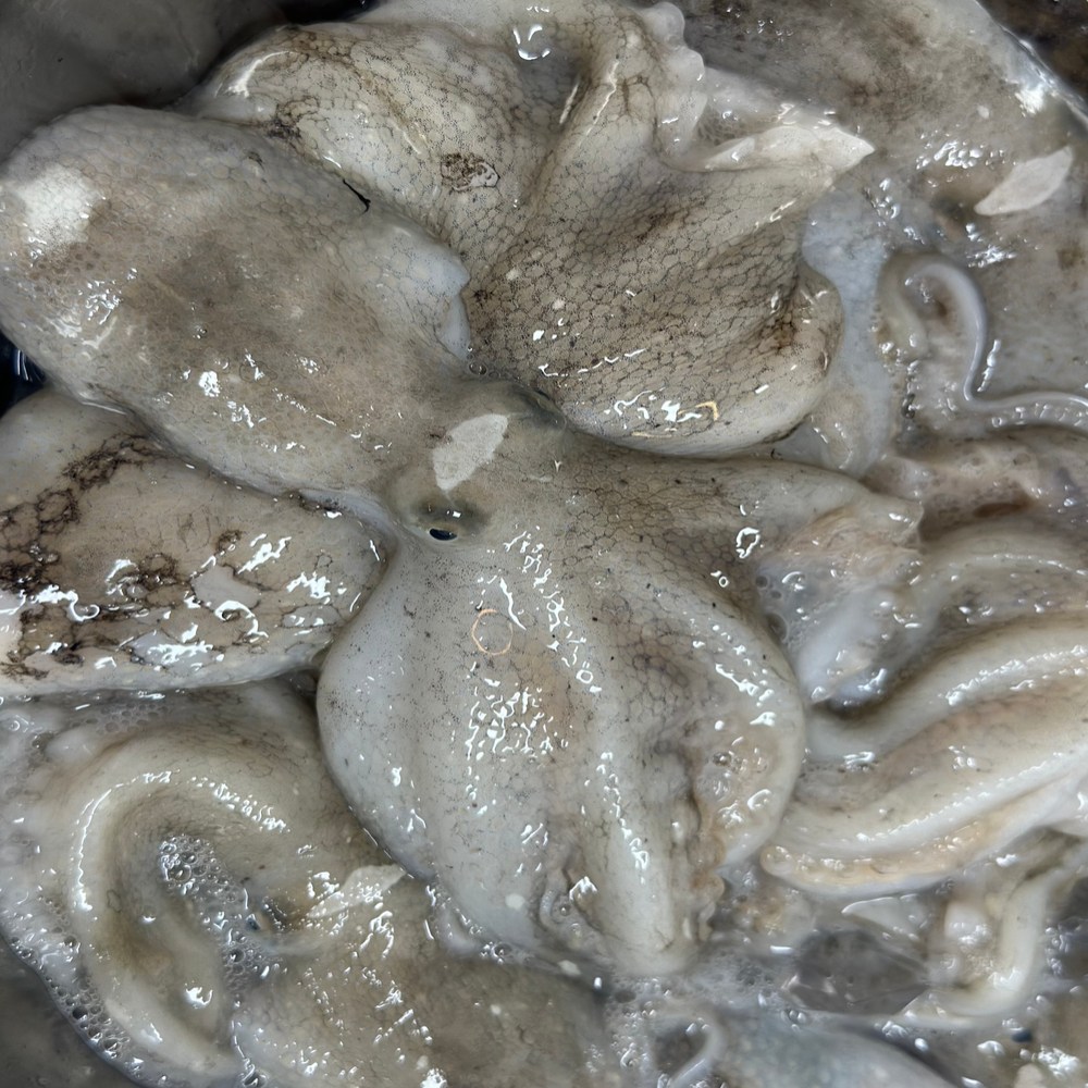 당일조업 산지직송 서해안 활 쭈꾸미, 1개, 1kg 12미 내외*3팩 84,100원