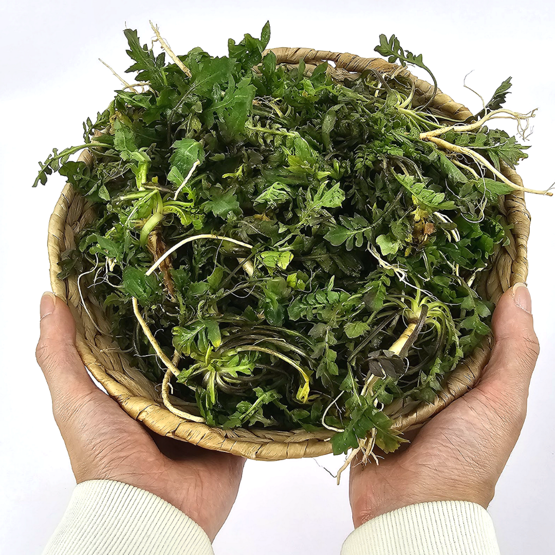 참새마켓 향긋한 국내산 손질 냉이 45,200원