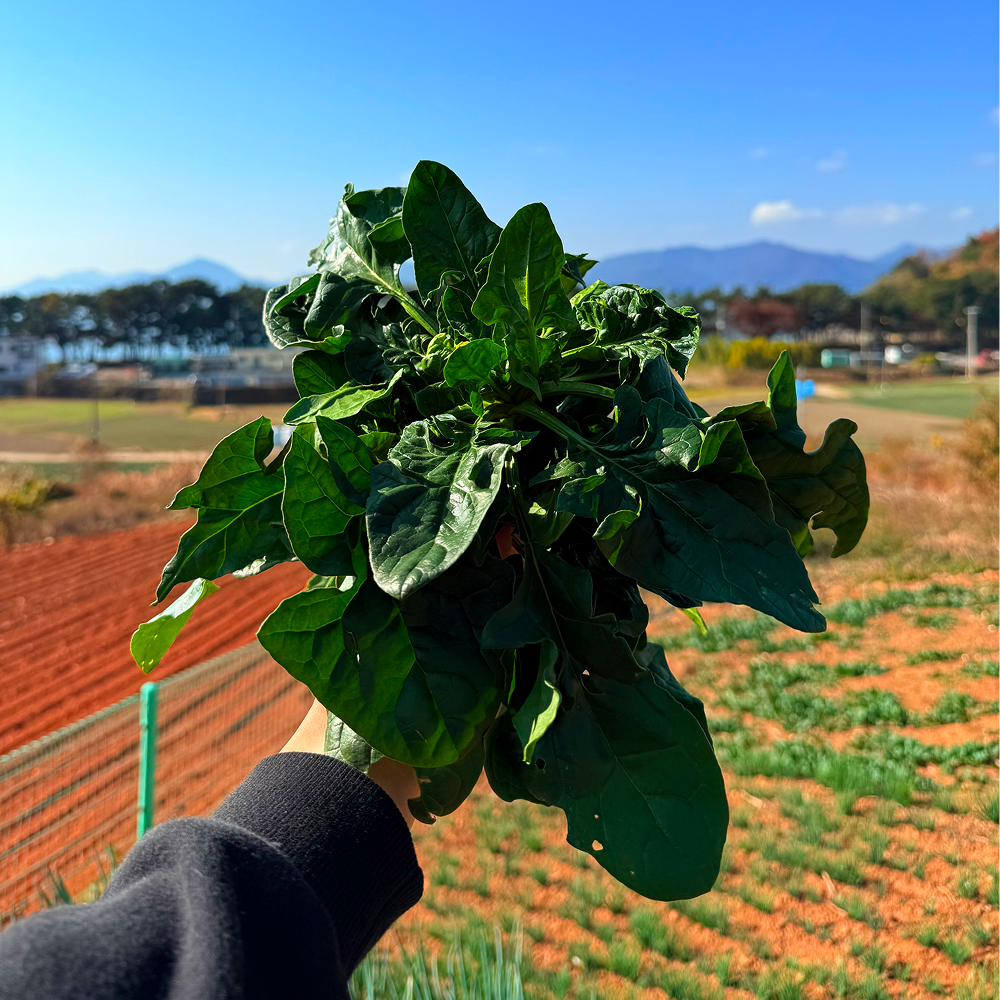 국내산 남해 시금치 보물섬 시금치 보물초, 섬초 15,400원