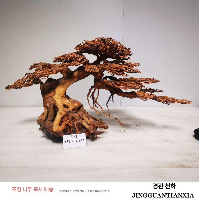 성형유목 만자니타모스트리 수족관 모스나무 소나무 368,000원