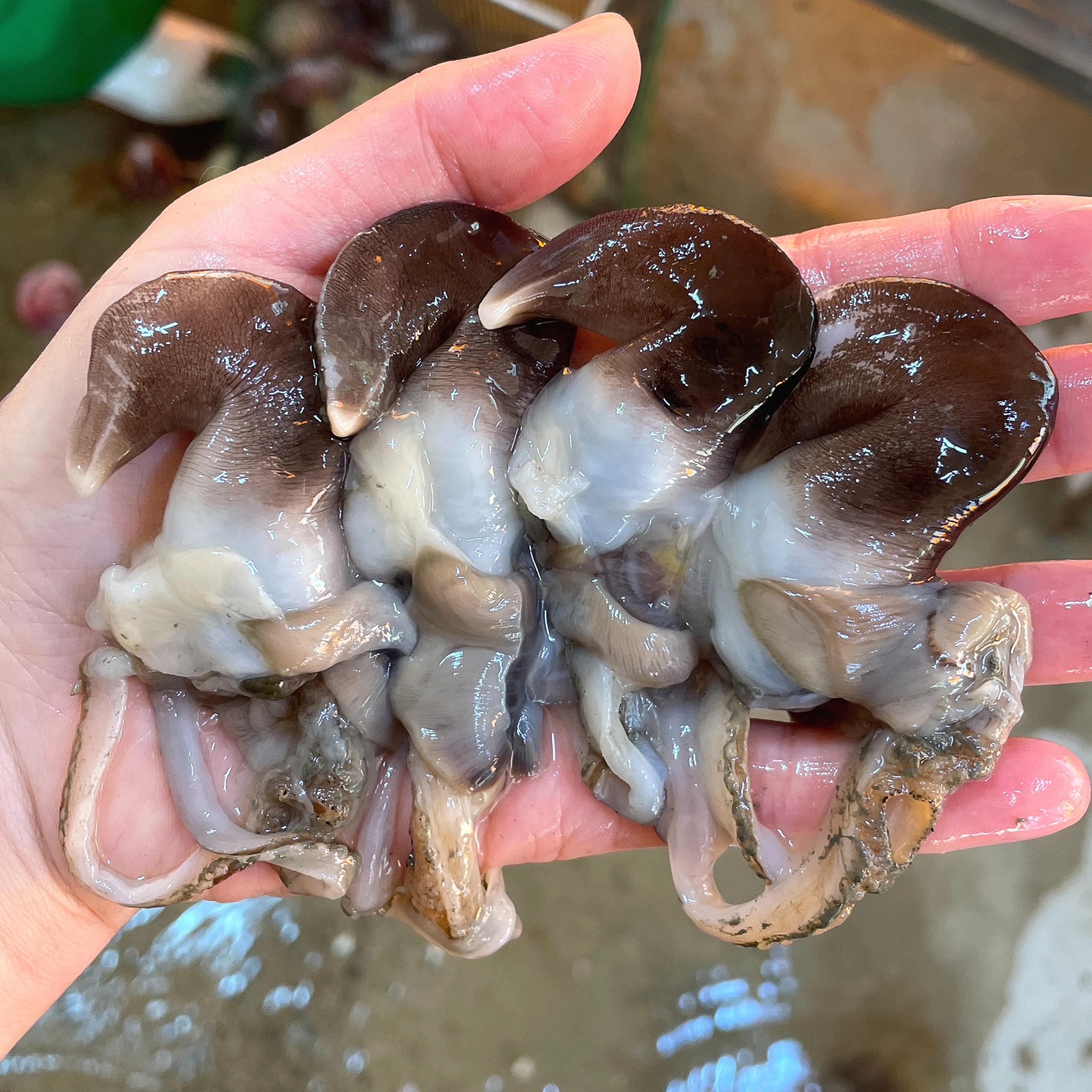 [선주직송] 여수 초코 새조개 손질 특품, 1개, 새조개 특품 500g  (야채+소스동봉) 73,890원