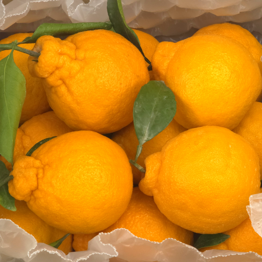 [특가세일] 당도특품 한라봉 고당도 선별 26,310원