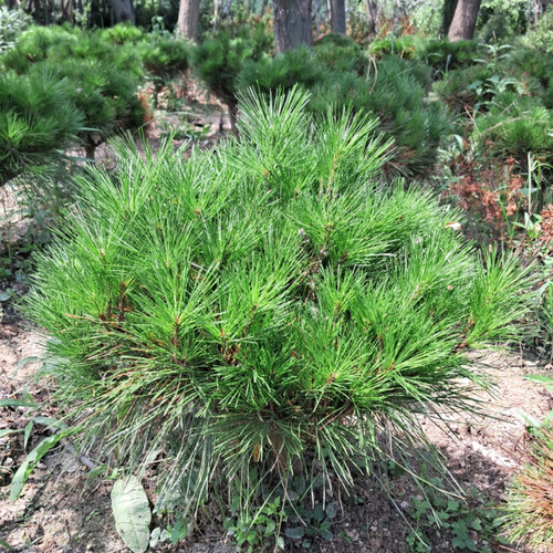 반송(폭0.5~0.6cm), 1개 44,000원