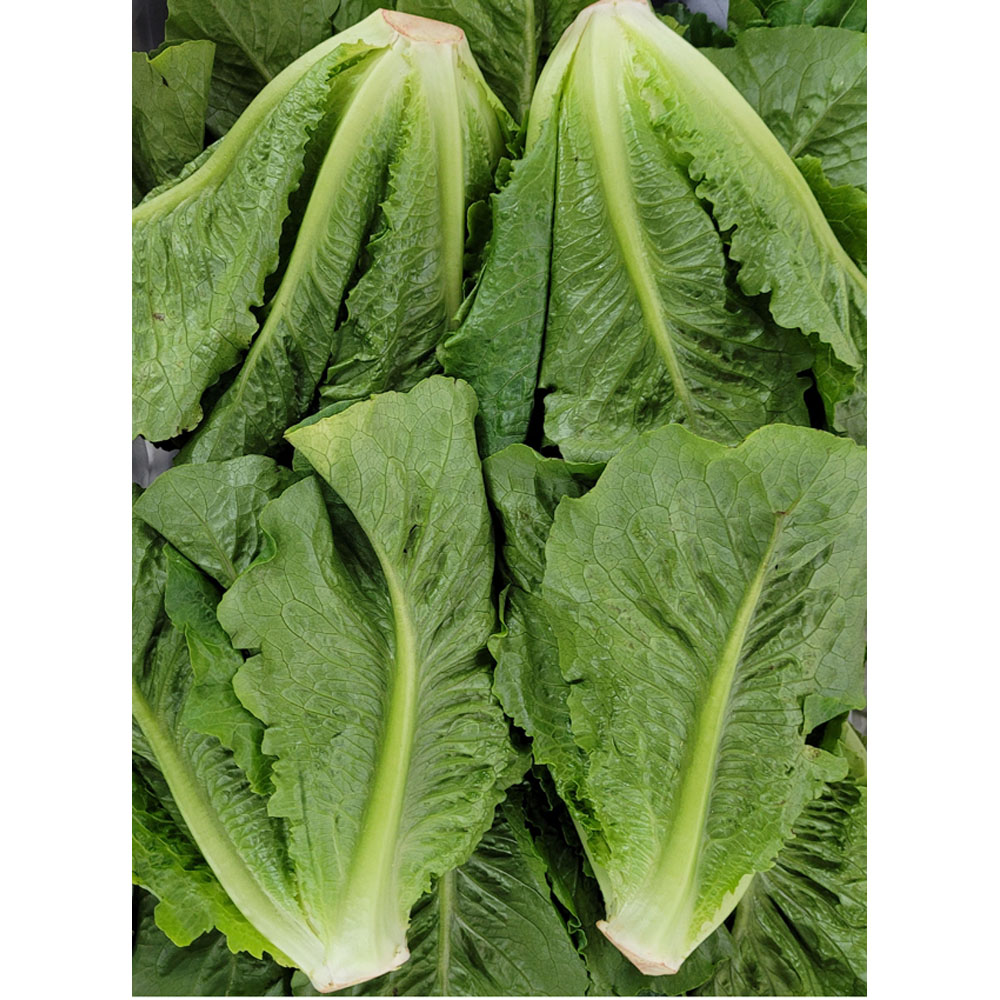 야채왕 로메인 통로메인 로메인상추 샐러드용 (1.8kg~2kg), 1.8~2kg, 1개 12,000원