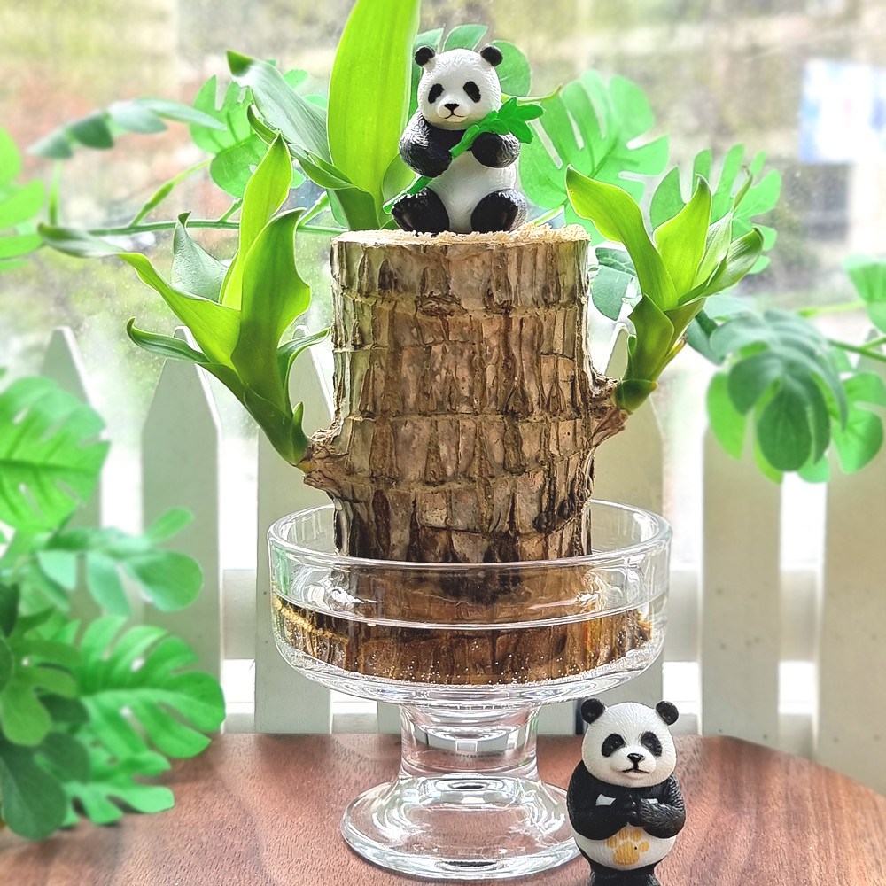 꼬모가든 피규어 행운목 수경재배 세트 15,900원