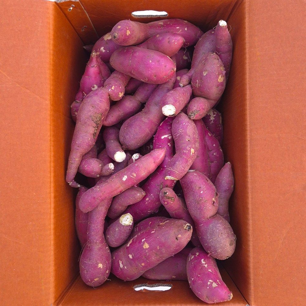 클릭마켓 꿀고구마 못난이, 1개, 10kg 25,800원