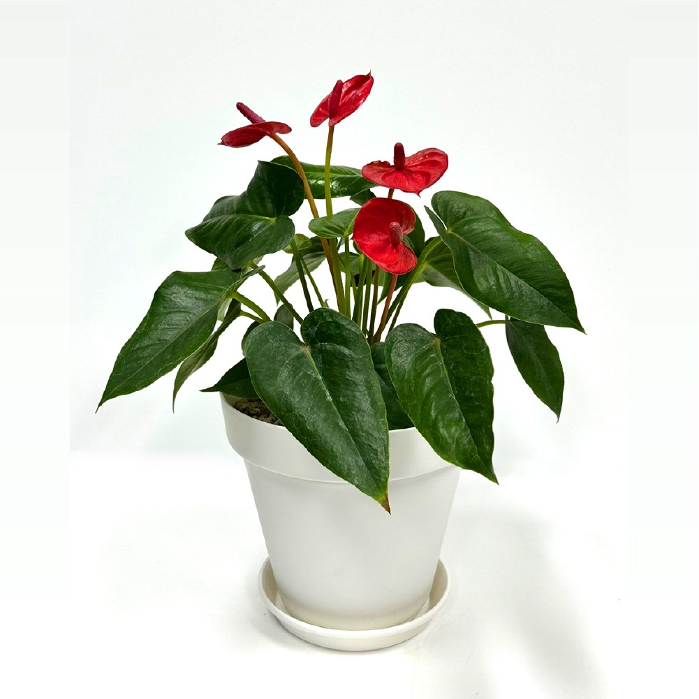 감동샵 안시리움 레드 + 화분 세트 분갈이 완제품 ( 화이트, 브라운 ), 1개, 안시리움 레드+화이트 화분 19,600원
