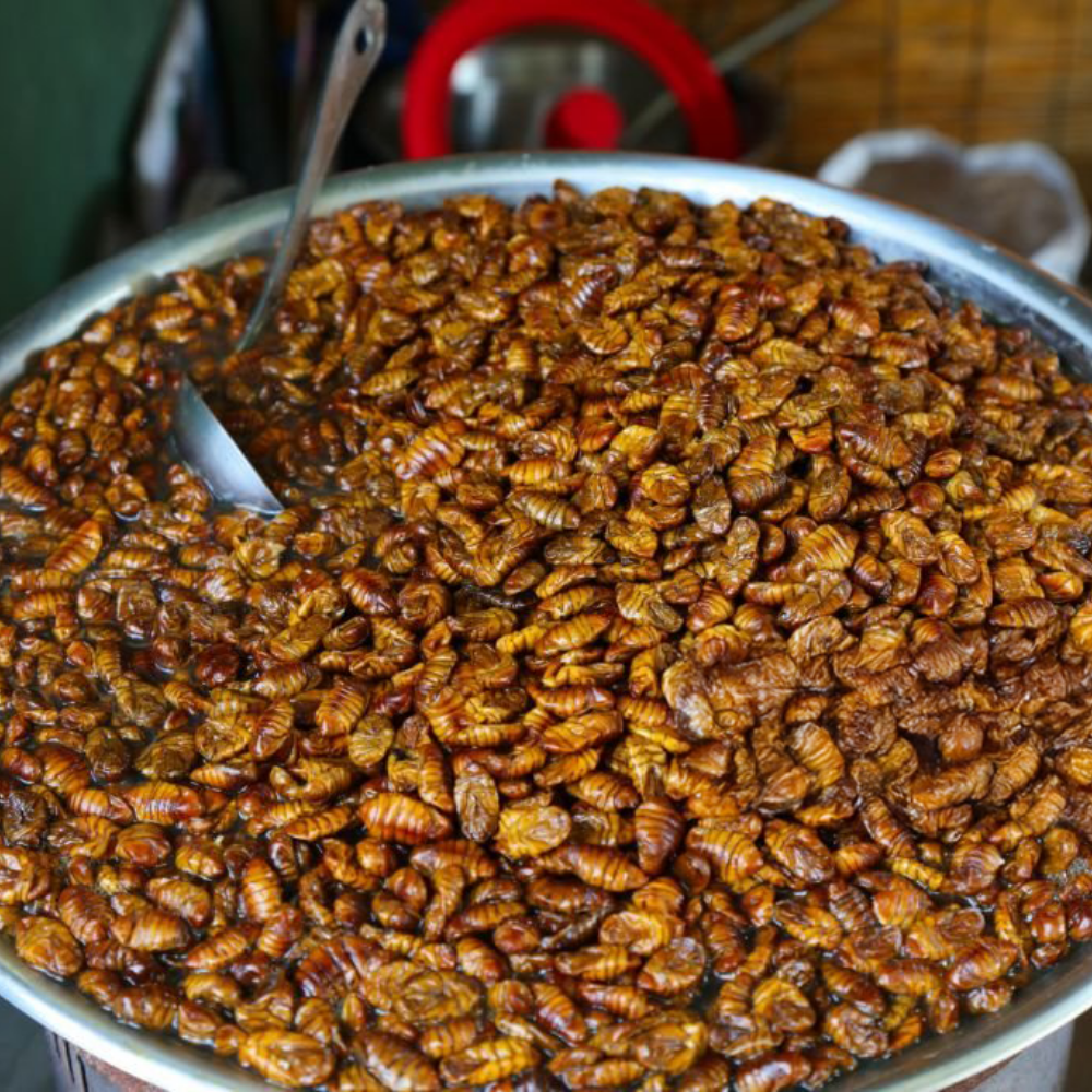 갓 삶아 냉동한 번데기 특품 23,900원