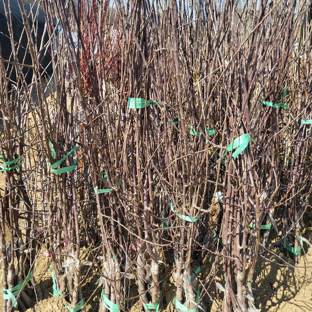 [경북농원] 사과나무묘목  이중접목  특묘 (부사/홍로/시나노골드/미니사과) 22,000원