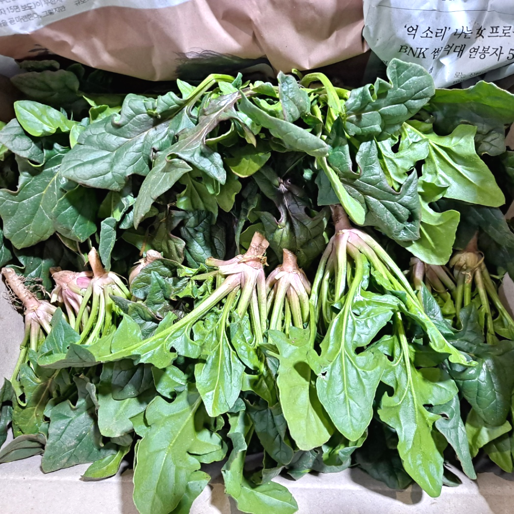 [노지해풍]  남해초 섬초 시금치 우수농가 한정판매 12,990원