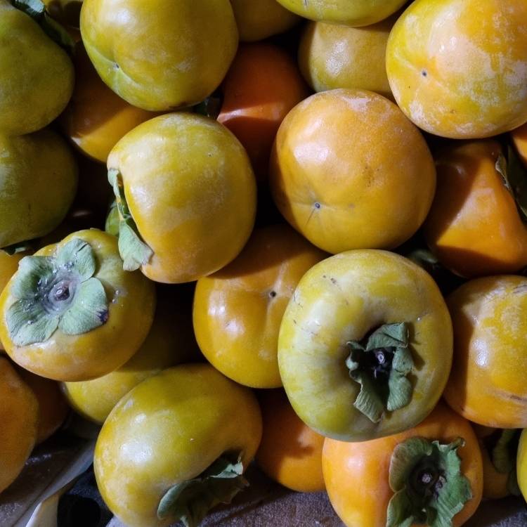 (초특가) 아삭달콤한 고당도  햇 단감 가정용 99,000원